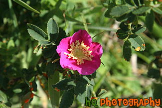 Pink Flower in Sun & Shade