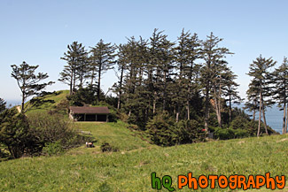 Tall Trees Along Oregon Coast