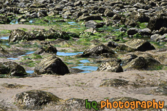 Rocks & Seaweed on Beach