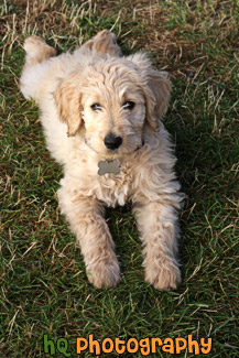 Goldendoodle Puppy Laying on Grass