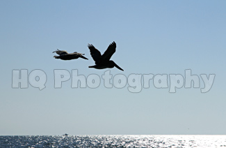 Two Pelicans Flying in Florida