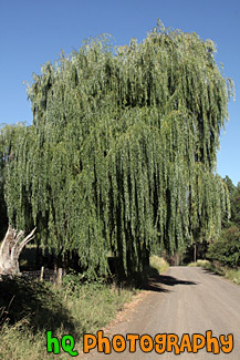 Willow Tree