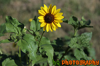 Yellow Sunflower