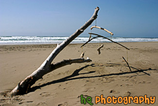 Tree Branches & Strings on Beach