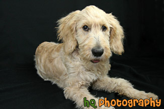 Goldendoodle Puppy in Studio Room