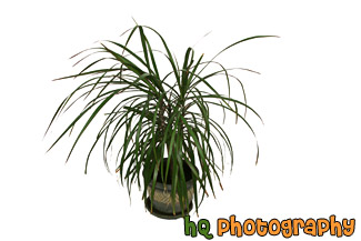 Plant on White Background