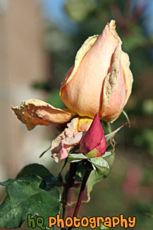 Pink Flower in Bloom