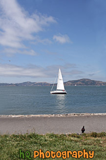 White Sailboat & Bird on Shore