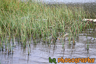 Grass in Beach Water