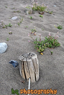 Wire Fence Buried in Sand