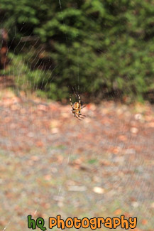 Black & Brown Spider in Web