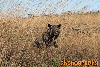 Black and Gray Fox in Field