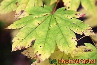 Green Leaf Changing Color