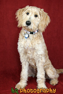 Goldendoodle Puppy Portrait