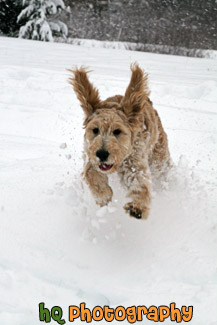 Goldendoodle Puppy Running in Snow