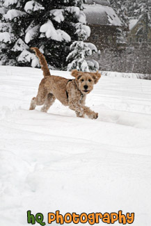 Puppy Playing in Snow