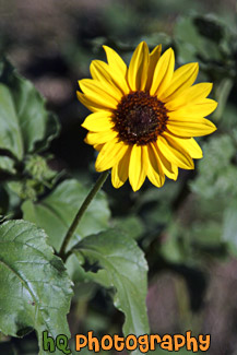 Sunflower Close Up