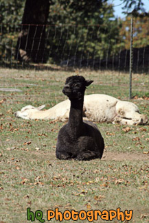 Black  & White Alpacas Laying Down