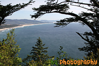 Oregon Coast Through Trees