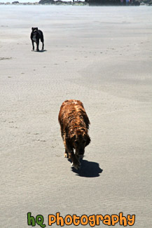 Two Dogs Walking on Beach