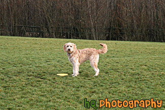 Dog Standing on Grass with Frisbee