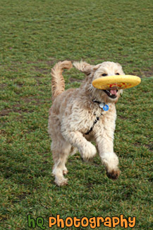 Goldendoodle & Frisbee