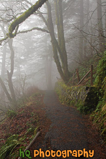 Foggy Trail