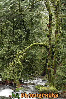 Creek Running Through Moss on Trees