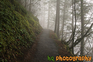 Foggy Trail and Trees