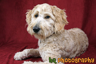 Goldendoodle Dog Posing After a Haircut