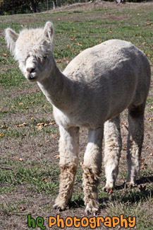 White Alpaca