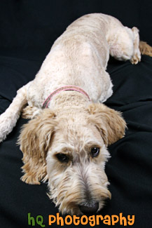 Shaved Goldendoodle Photo