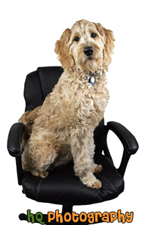 Dog Sitting in Office Chair