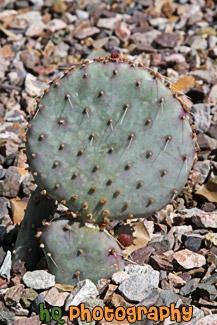 Baby Prickly Pear Cactus