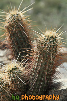 Cacti on San Tan Mountain Regional Park in Arizona