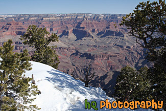 Snow, Trees, & Grand Canyon View