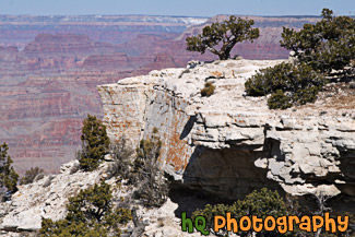 Cliff, Tree & Grand Canyon