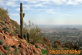 Cactus & Camelback Mountain View