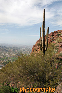 Camelback Mountain & Cactus