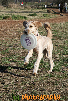 Dog Carrying Frisbee