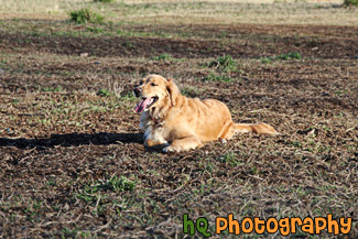 Golden Retriever Panting on Ground