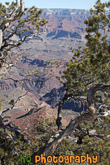 Grand Canyon Through Trees