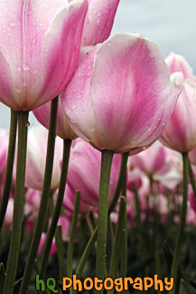 Light Pink Tulips