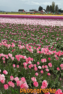 Tulip Field in Skagit Valley