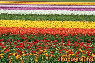 Colorful Tulip Field