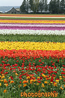 Tulip Field & Barn