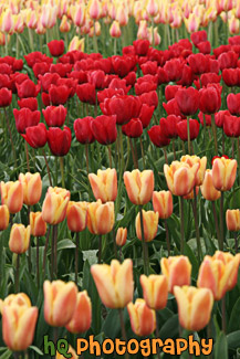 Tulips in Field Close Up