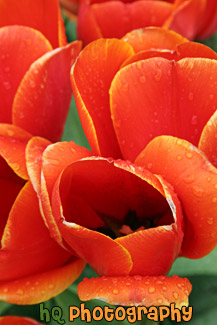 Red Tulips Close Up