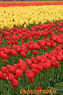 Tulip Rows of Yellow & Red