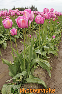 Rows of Pink Tulips